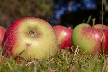 Äpfel, Apfel Fallobst