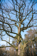 A spring sunny day in a snowy park