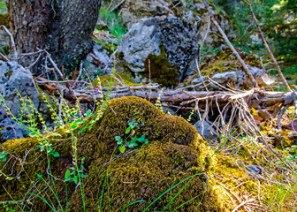 A little stone with moss on the surface in the forest