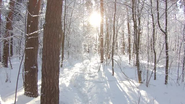 Snow-covered trees in winter forest. Slow motion, steadicam shot