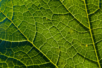 Detail of a savoy leaf