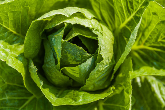 Detail of romaine lettuce