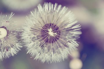 close up of Dandelion on background green grass with shallow focus