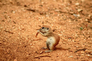 Naklejka na ściany i meble A ground squirrel eating a mesquite pod in the Coronado National Forest. 
