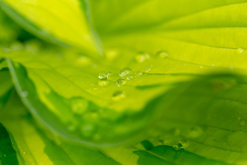 macro water drops on green plant leaf for natural background, beautiful wallpaper for backdrop use,...