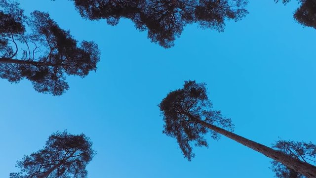 Old pines (pinery) sway in the wind against the evening sky. Tree trunks swaying, hissing branches in the branches. Dusk. Windy evening, evening breeze. Early spring
