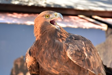 Aguila real con el pico abierto