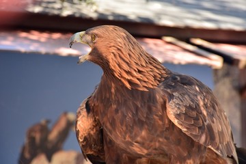 Aguila real con el pico abierto