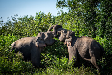 Asian elephant bulls fighting