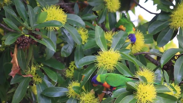 The flowers of the golden penda tree (Xanthostemon chrysanthus)&nbsp;and two rainbow lorikeets in spring early summer Gold Coast Australia Queensland