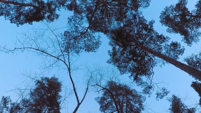 Old pines (pinery) sway in the wind against the evening sky. Tree trunks swaying, hissing branches in the branches. Dusk. Windy evening, evening breeze. Early spring