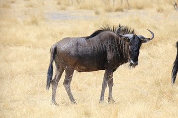 Gnu im Etosha NP