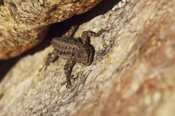 Sonoran Tree Lizard in the Coronado National Forest. 