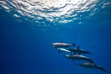 Rolgordijnen Wild dolphins underwater, deep blue water background with copyspace © willyam