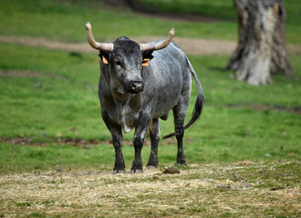 toro en ganaderia