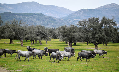toro en ganaderia