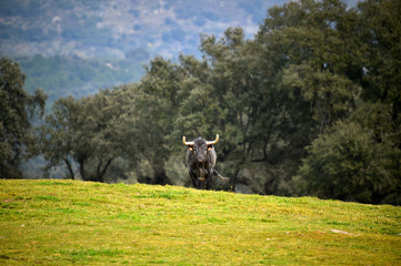 toro en ganaderia