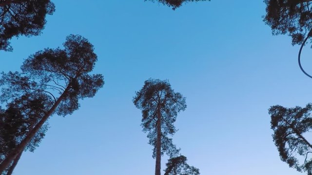 Old pines (pinery) sway in the wind against the evening sky. Tree trunks swaying, hissing branches in the branches. Dusk. Windy evening, evening breeze. Early spring