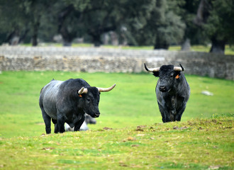 toro en ganaderia