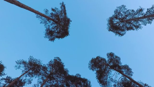Old pines (pinery) sway in the wind against the evening sky. Tree trunks swaying, hissing branches in the branches. Dusk. Windy evening, evening breeze. Early spring