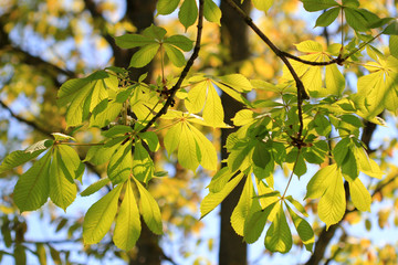 Young leaves of chestnut in the sun