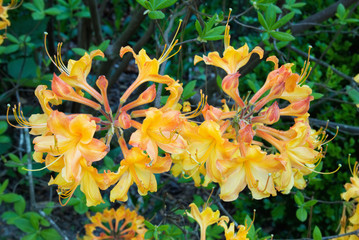 Orange Yellow Colored Native Azalea Flower in Bloom