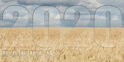 The inscription "harvest 2020" on the background of a wheat field