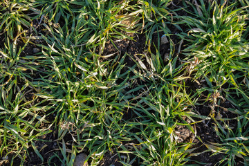 Gras Textur, Hintergrund, Grün, Natur, Pflanzen, Feld, Acker, Gelb