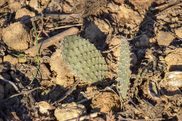 Cactaceae, Kaktus im Topf, Grün, resistent, cactuses, Stacheln, Scharf