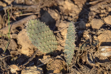 Cactaceae, Kaktus im Topf, Grün, resistent, cactuses, Kompost