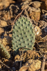 Cactaceae, Kaktus im Topf, Grün, resistent, cactuses