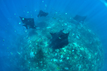 Incredible underwater world - Manta birostis in the Indian Ocean. Diving and wide angle underwater photography. Bali, Indonesia.