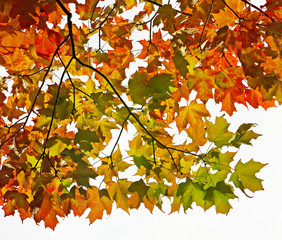 Maple leaves of orange gold and crimson in Autumn