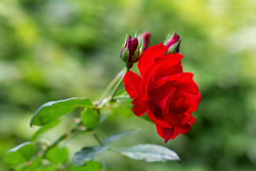 red rose in garden