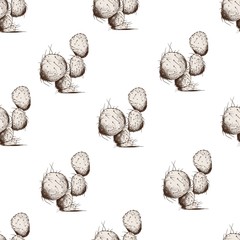 Seamless pattern with cactus plants. Hand drawn vector on white background.