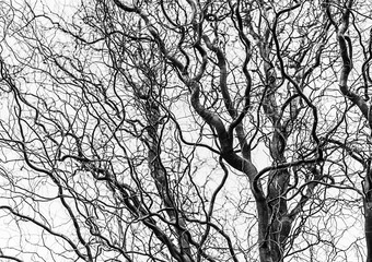 Corkscrew hazel without leaves in winter