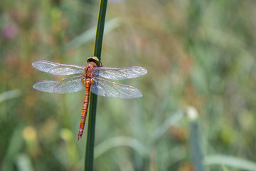 Orange Dragonfly siting on a grass in a park