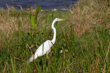 Great white Egret standing tall