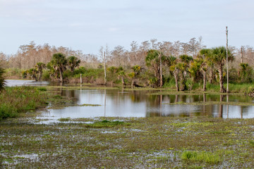 Fototapeta premium scenic view of Florida waterway