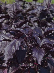 Dark purple basil growing in the garden
