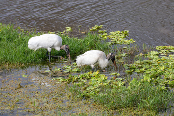 Fototapeta premium Two storks looking for next meal