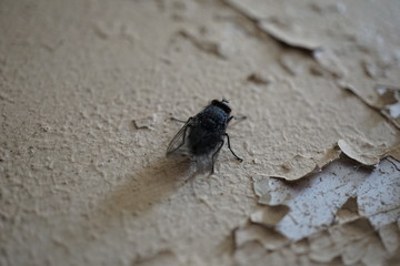 Fly on a wall