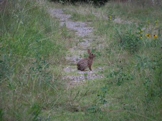 Rabbit in a field