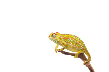 The carpet chameleon isolated on white background