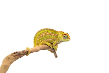 Wandcirkels tuinposter The carpet chameleon isolated on white background © Dmitry