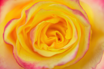 Yellow red rose close up. Red Yellow Rose сlose up.  Selective focus.