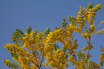 Golden leaves of Manchurian walnut against the blue sky. Natural bright rich autumn background. Yellow leaves of black walnut. Copy space