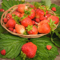 Ripe, juicy and red, strawberry in a plate close-up, on a green background of leaves.