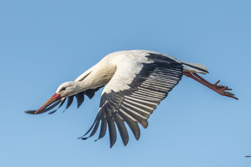 storch im flug