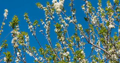 Beautiful blooming plum tree and blue sky. White flowers on a branch.